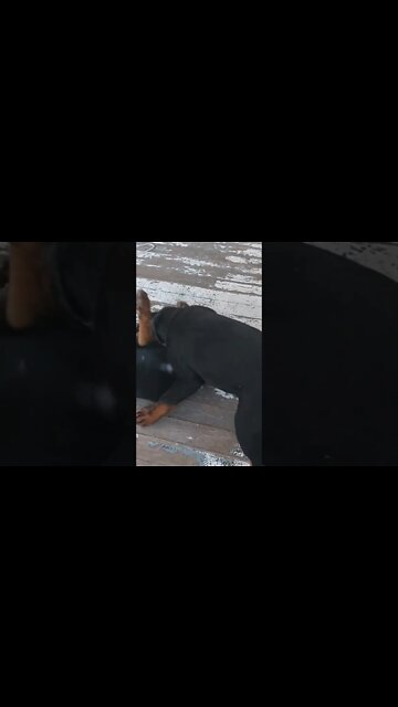 Rottweilers - Doing The Rotti Thang. Championship Belt On The Line. Lil' Ed Vs Lil' Faye. Nuts!