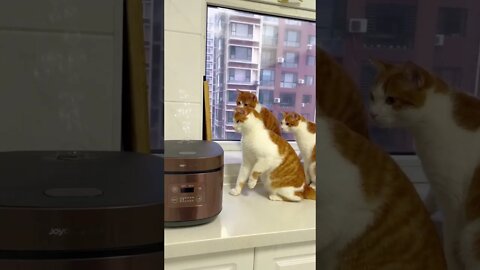 🐱Cutest Cats🐱Cat playing bubbles