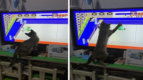 Funny Cute Cat Wants to join them