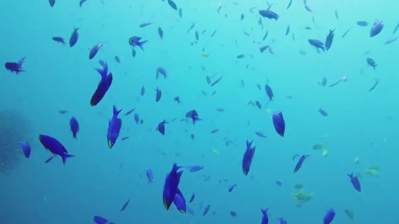 Kingdoms of Marine Life | Marine Biology | The Good and the Beautiful