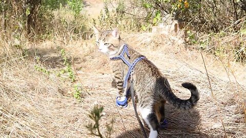 Curious Cat Finds a Ruined Building