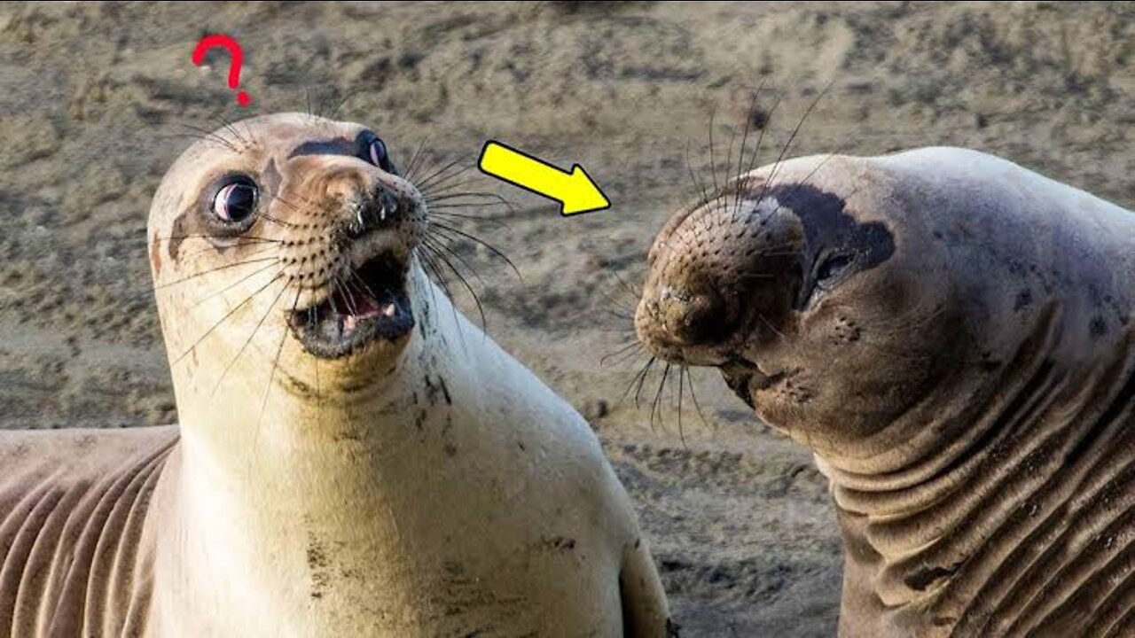 Best Funny Animals Videos Of The Year (2022) | Funniest Animals Ever