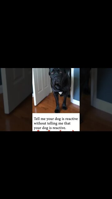 Tell Me Your Dog Is Reactive #shorts #funnydogs #viral