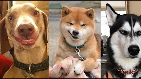 🤣Funny dog video🤣