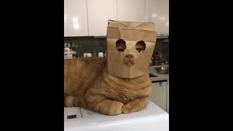 Top 10 Funny Cat Videos - Funny Cats