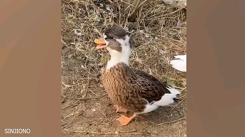 The funny animal videos 😂🤣😂