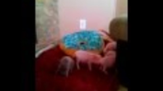 Super Tiny Nano Piglets Runny and Playing