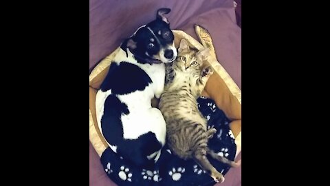 Cute and Funny Videos Compilation 2021 (Dogs and Cat Ver) 😍