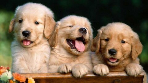 THE MOST BEAUTIFUL AND CUTE PUPPIES!