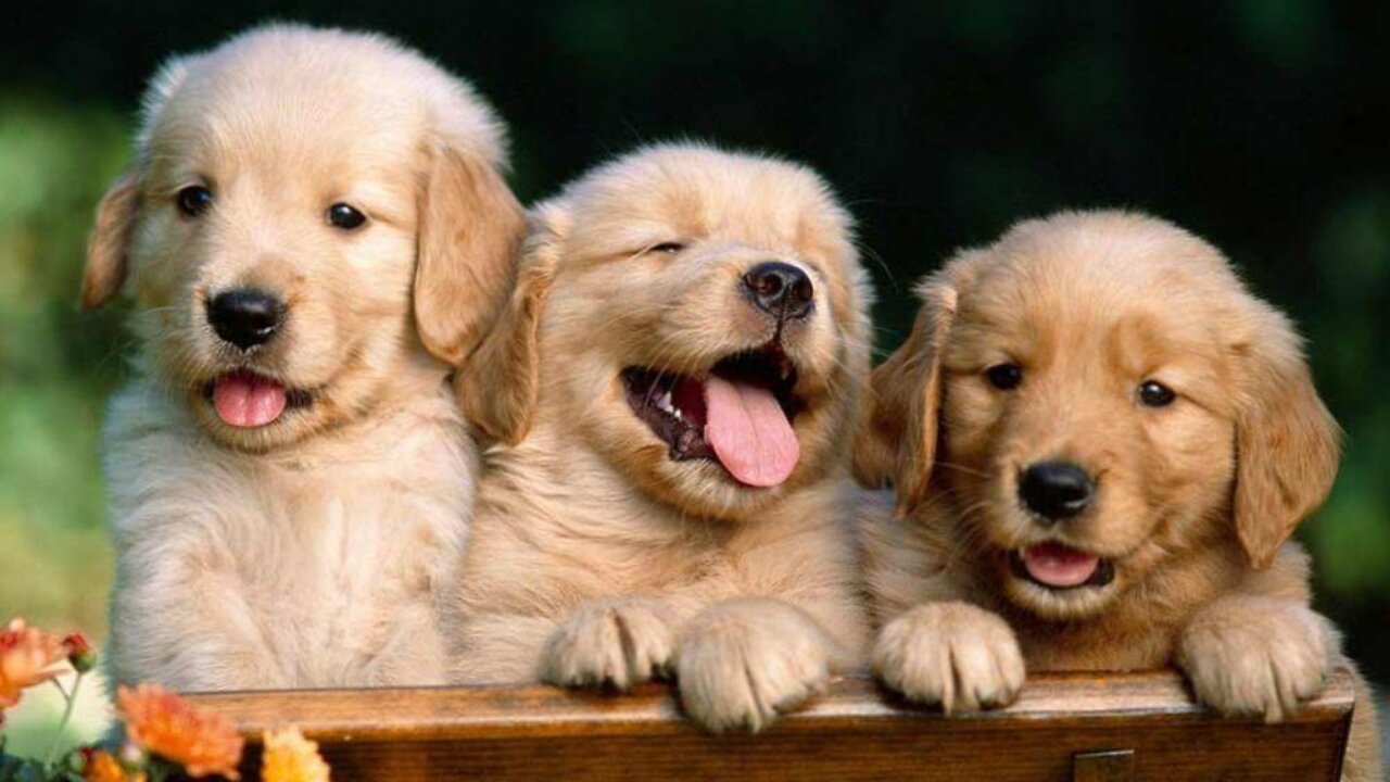 THE MOST BEAUTIFUL AND CUTE PUPPIES!