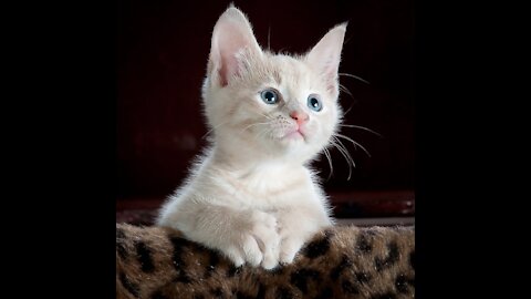 having some fun with my little pretty cat