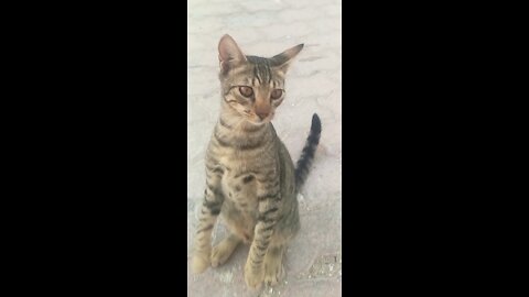 Cute Cat | Playing With Camera