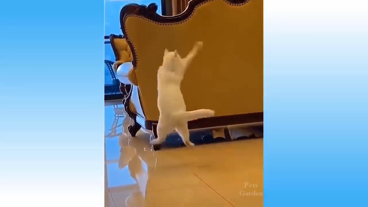 TRY NOT TO LAUGH CHALLENGE- Funniest Cat videos of the week 🐱