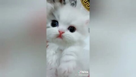 #shortscatsvideos #shorts cats videos#shortspetsvideos #shortspetsvideos #shortsanimalsvideos