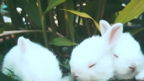 cute bonny