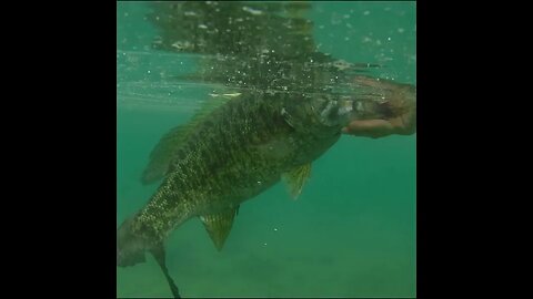 releasing some nice bass