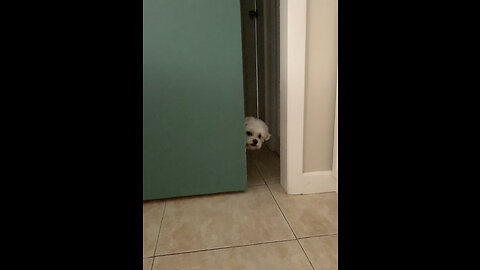 Playing Hide and seek with pup