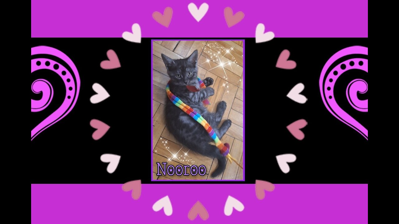 Nooroo's First 5 Days Home