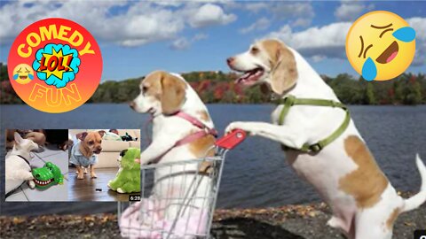 Try Not To Laugh - Funny Dogs & Cats