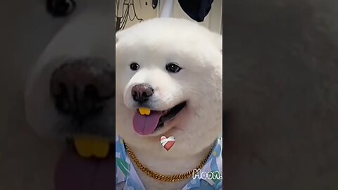 so cute 🥰 #cute #trending #video #viral #funny #youtube #youtuber #foryou #youtubeshorts #shorts