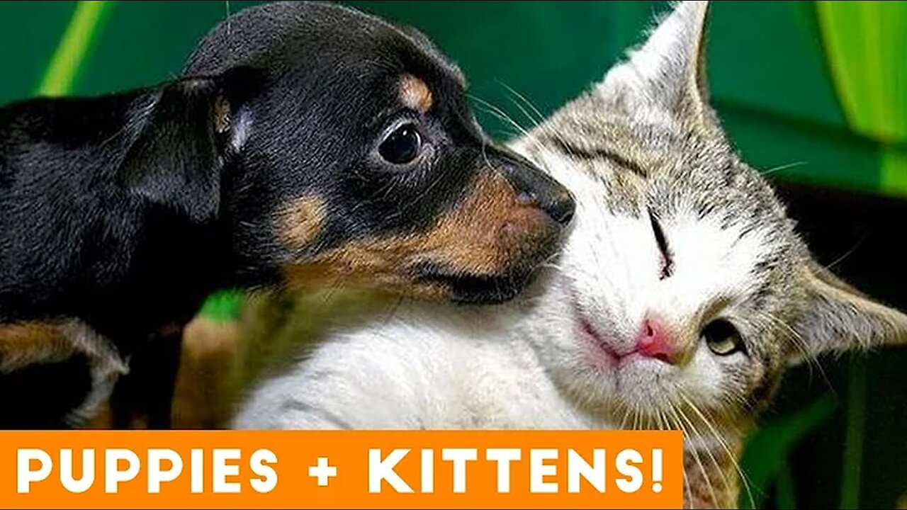 Ultimate Puppy and Kitten Cute Animal Compilation May 2018 | Funny Pet Videos