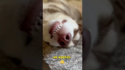 Husky has many worries!!