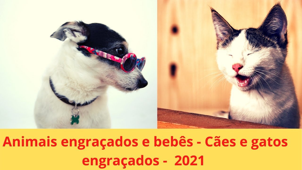 Funny animals and babies - Funny cats and dogs - 2021
