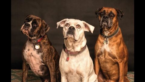 Fun with pets | pet laughters