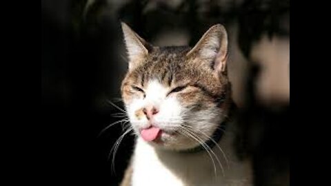 TRY TO NOT LAUGH CHALLENGE MUST Watch New Funny Video 2021 #5🐈️💕 LOVE IT