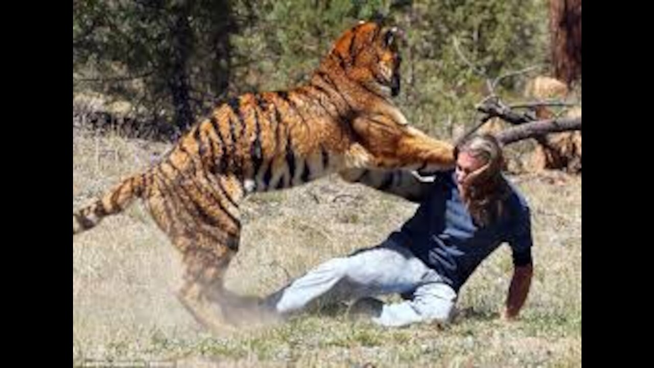 Wild Tiger Attacked Man