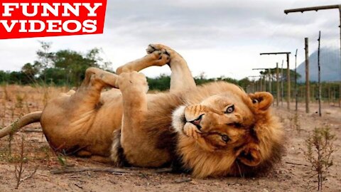 Best Funny Animal Videos of the year (2021)