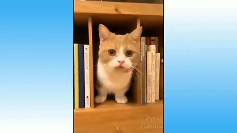 Funny Animal Video to you relax and have fun!