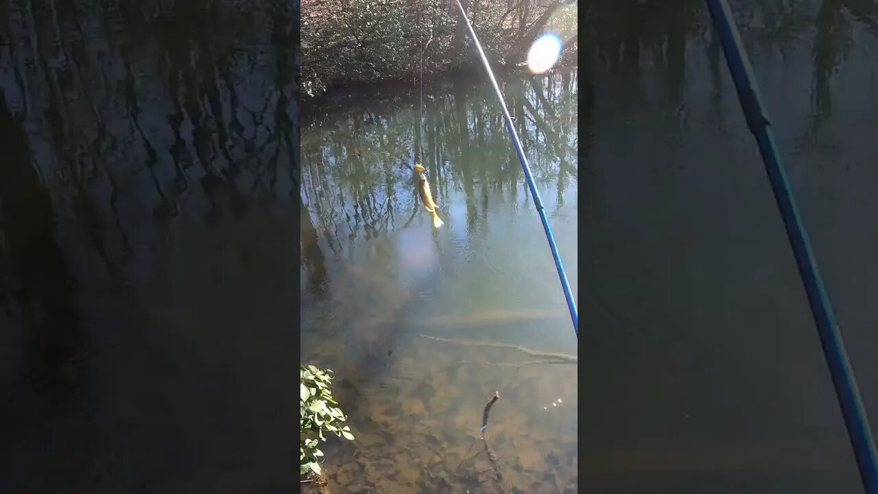 Bluegill Caught with a Crankbait