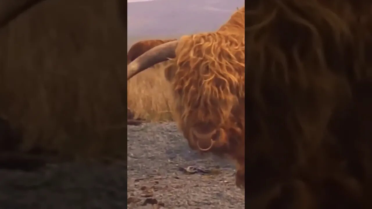 Highland Bull #yorkshire #scottish #bull