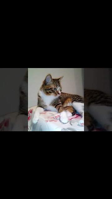 Cute Cat Jumps off the Table #shorts