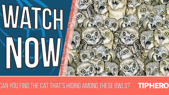 Try To Find The Cat That's Hiding Among These Owls
