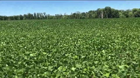 Ohio soybean farmers wait for relief as trade war with China nears half year mark