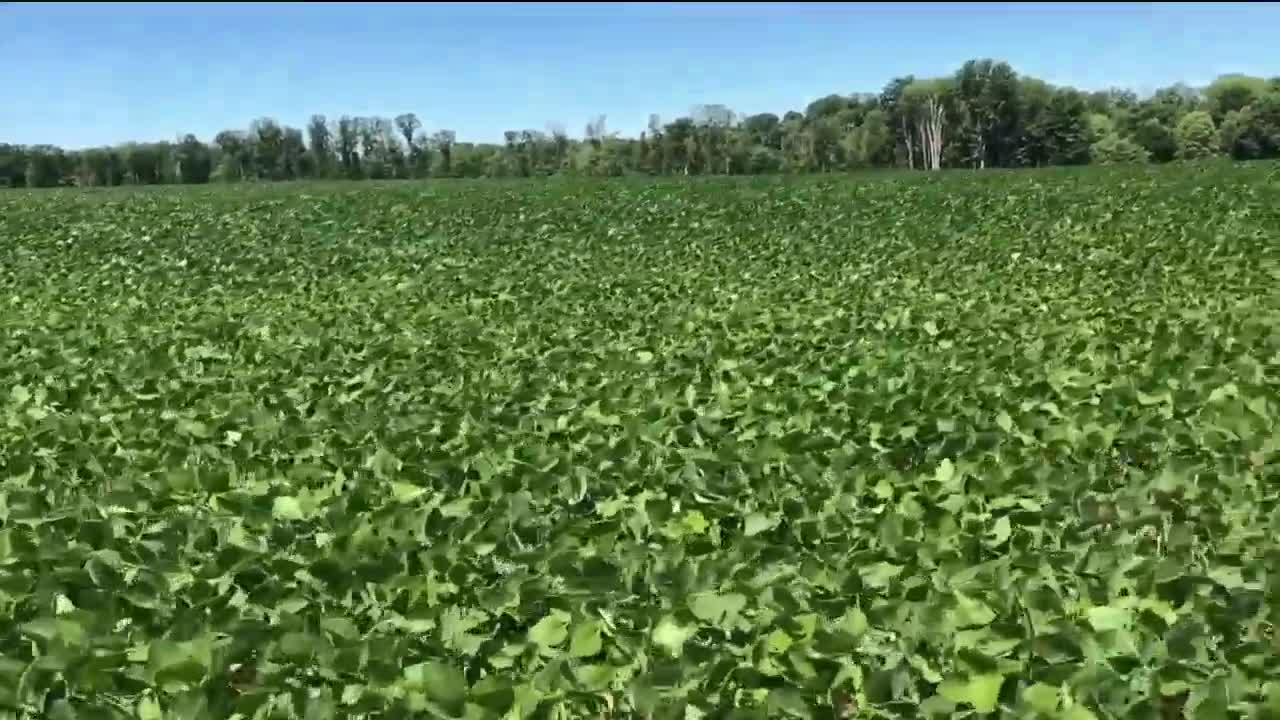 Ohio soybean farmers wait for relief as trade war with China nears half year mark