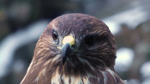 Wild Birds Special Collection 8K VIDEO ULTRA HD HDR 60FPS-22