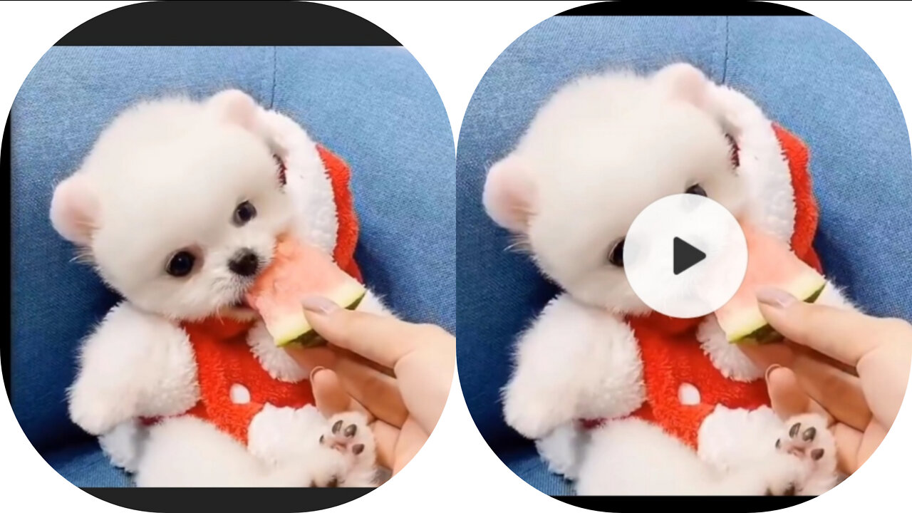 Would famous Pomeranian 🥺❤... Cute puppy's ✨