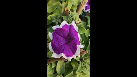 Pitunia multi colour nursery visit #garden #nursery #pitunia #flower