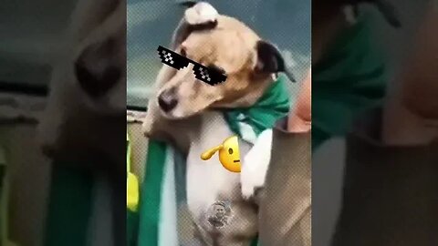 Cachorr0 patriota bat3 continência #animals