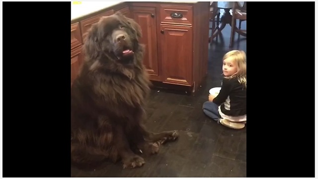 Dog doesn't seem to care about being scolded