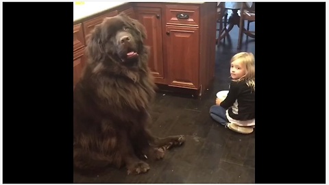 Dog doesn't seem to care about being scolded