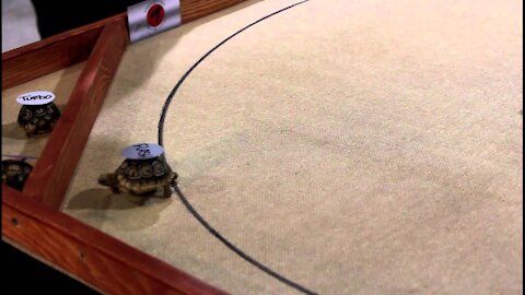 Baby turtle racing 🐢/ This turtle stunned his opponents!!!