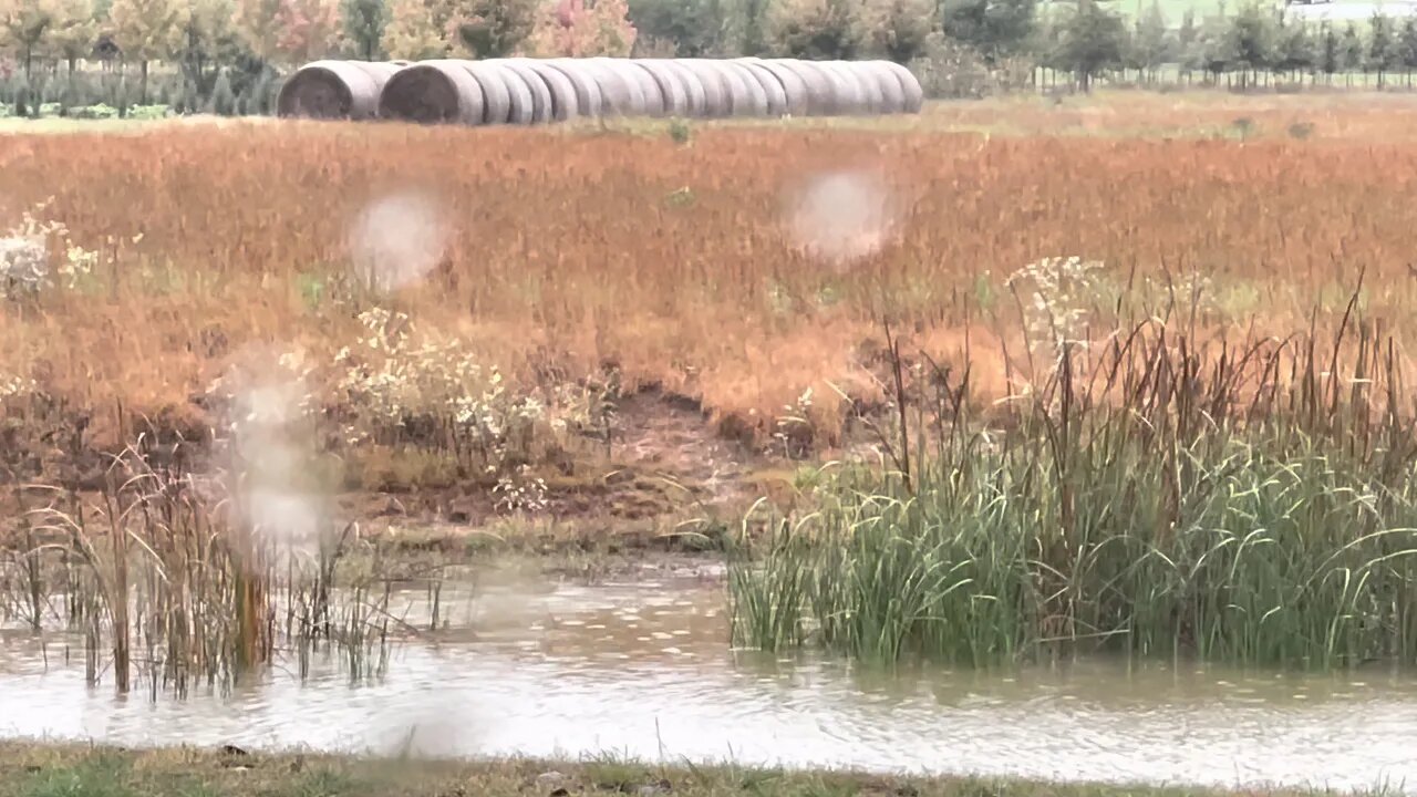 An Autumn Rain | Relaxing Nature Sounds | Rainy Day Ambience | No Music | No Loop