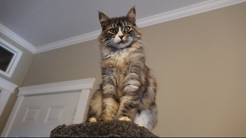 ARE YOU STALKING ME CUTE KITTY CAT?!!