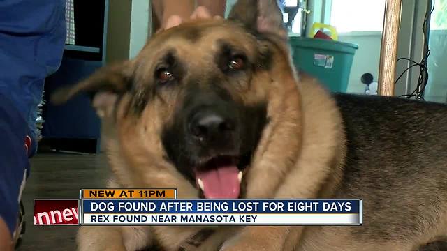 Dog lost for 8-days found starving, dehydrated on island near Manasota Key