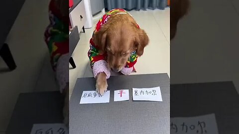 Thousands of dogs daily dog @ trill little help at the moment