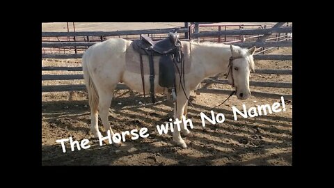 Horse Training | Cattle work using the Horse with No Name!